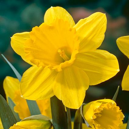 Narcissi Large Cupped 'Carlton' 