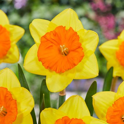 Narcissi Large Cupped 'Pride of Lions' 