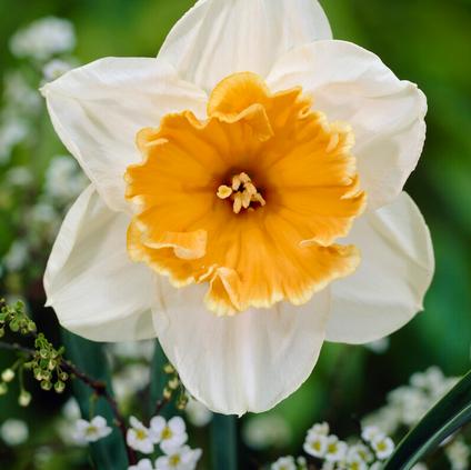 Narcissi Large Cupped 'Soestdijk' 