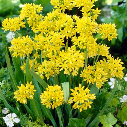 Allium Miniature 'Moly' 