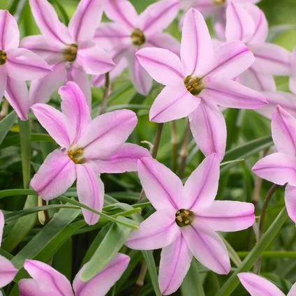 Ipheion Uniflorum 'Charlotte Bishop' 