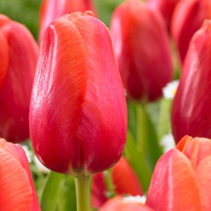 Tulipa Single Late 'Avignon' 