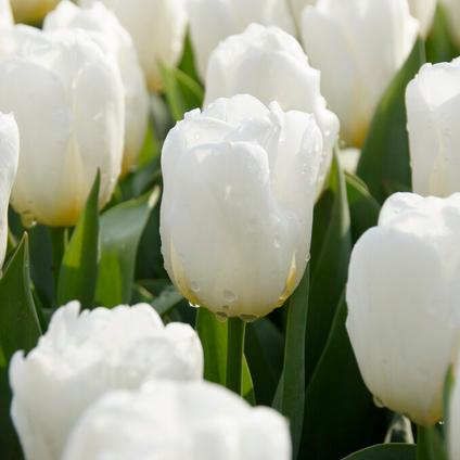 Tulipa Triumph 'Calgary' 