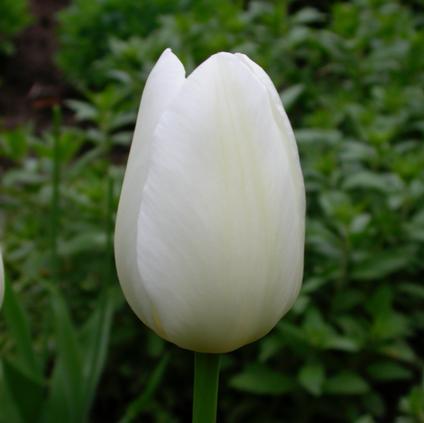 Tulipa Single Late 'Maureen' 