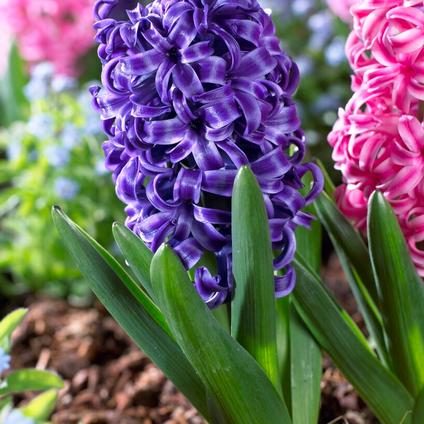 Buy Flower Bulbs Online  Perennial Flower Bulbs For Sale