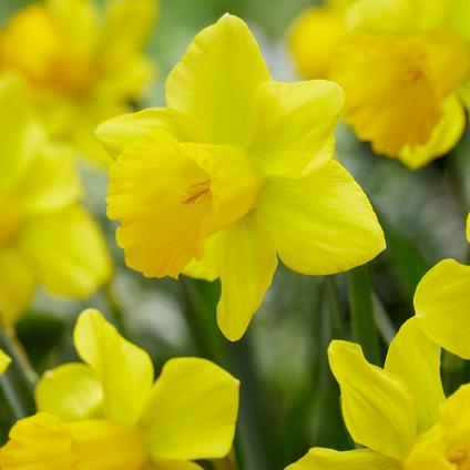 Narcissi Trumpet 'Lowin' 