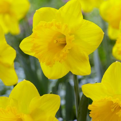 Narcissi Trumpet 'Primeur' 