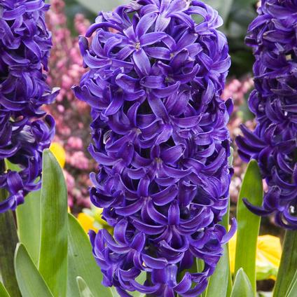 Hyacinthus Orientalis 'Blue Star' 