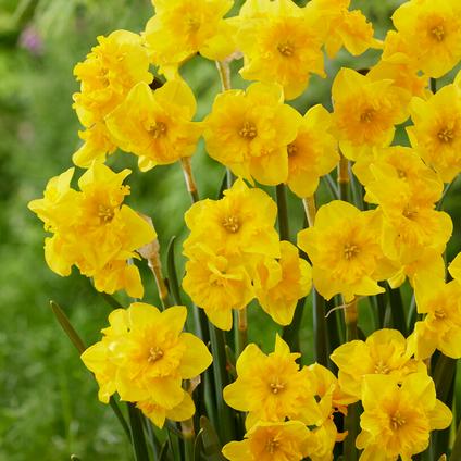 Narcissi Bunch Flowering 'Yellow Parrot' 