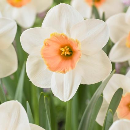 Narcissi Large Cupped 'Romance' 