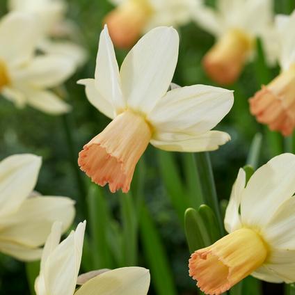 Narcissi Miniature 'Carice' 
