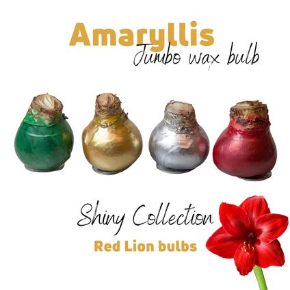 Amaryllis Wax 'Jumbo Shiny Collection' 