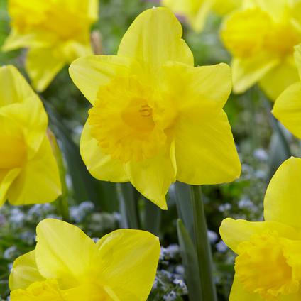 Narcissi Large Cupped 'Arkle' 