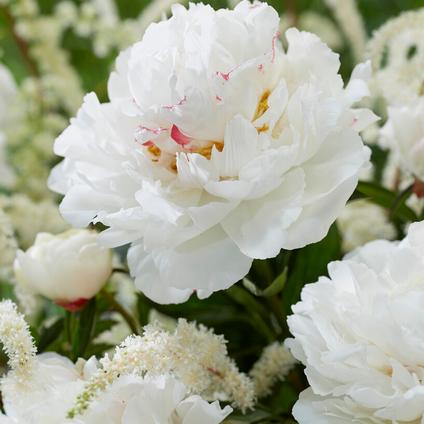Paeonia 'Festiva Maxima' (Ships in Spring) 