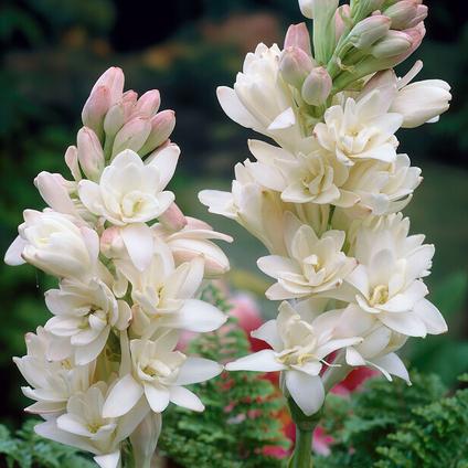 Polianthes Tuberose 'The Pearl' (Ships in Spring) 