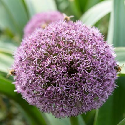 Allium Giant 'Party Balloons' 