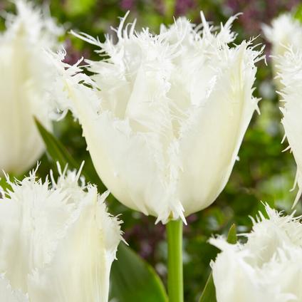 Tulipa Fringed 'Noordeinde' 