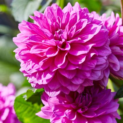 Dahlia Decorative 'Lucky Number' (Ships in Spring) 