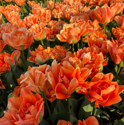 Tulipa Emperor 'Disneyland Paris' 