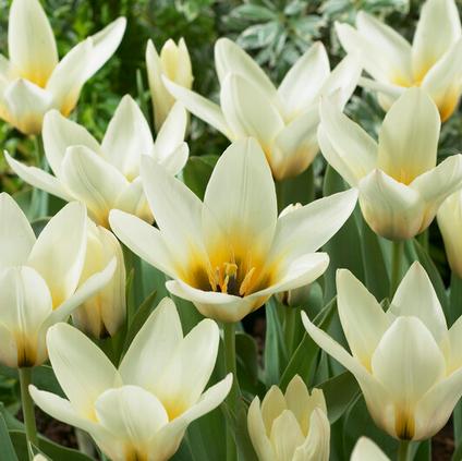 Tulipa Greigii 'Concerto' 