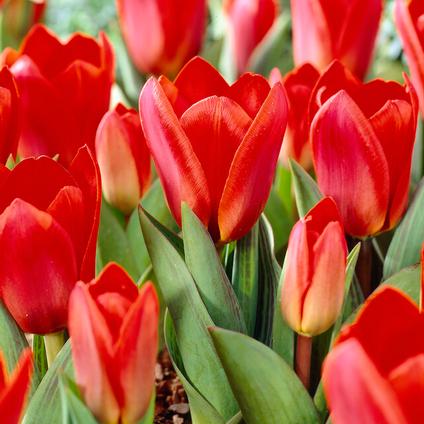 Tulipa Kaufmanniana 'Showwinner' 