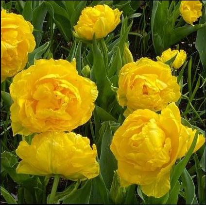 Tulipa Double Early 'Limousine' 