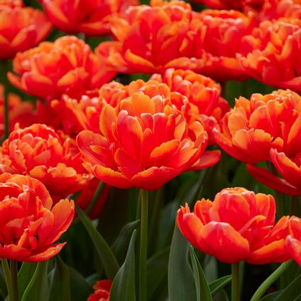 Tulipa Double Late 'Icoon' 