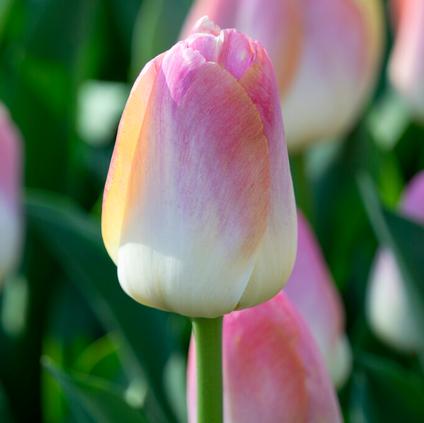 Tulipa Darwin Hybrid 'Kunyun' 