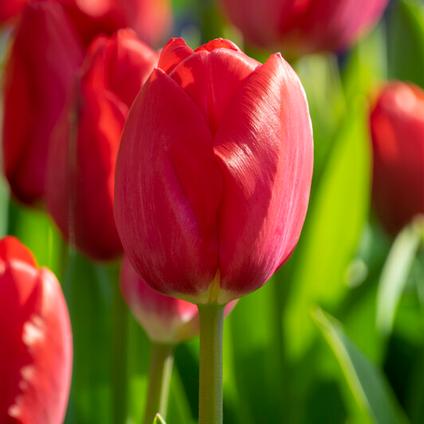 Tulipa Darwin Hybrid 'Red Van Eijk' 