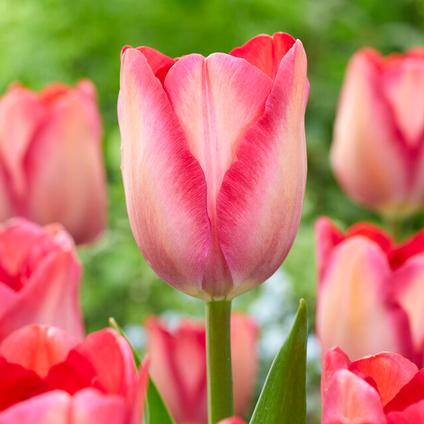 Tulipa Darwin Hybrid 'Pink Sound' 