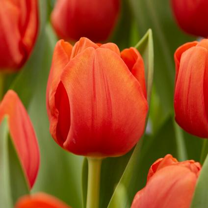 Tulipa Triumph 'Cadans' 