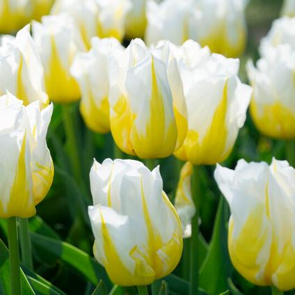 Tulipa Triumph 'Bingo' 