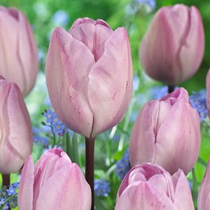 Tulipa Triumph 'Jacuzzi' 
