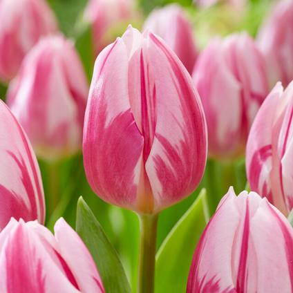 Tulipa Triumph 'Bojangles' 