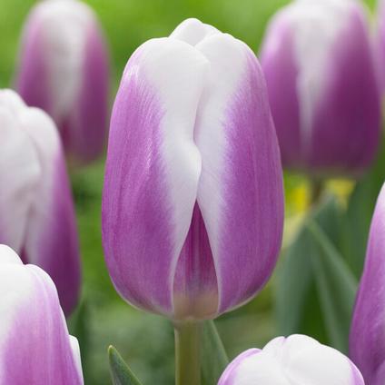 Tulipa Triumph 'Librije' 