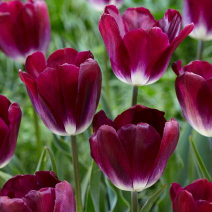 Tulipa Triumph 'Kansas Proud' 