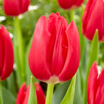 Tulipa Triumph 'Rodolfo' 
