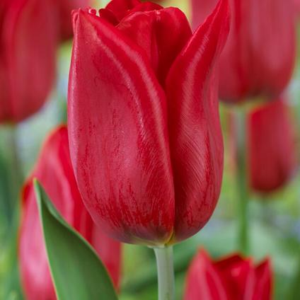 Tulipa Triumph 'Strong Love' 