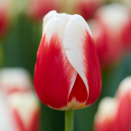 Tulipa Triumph 'Roman Empire' 
