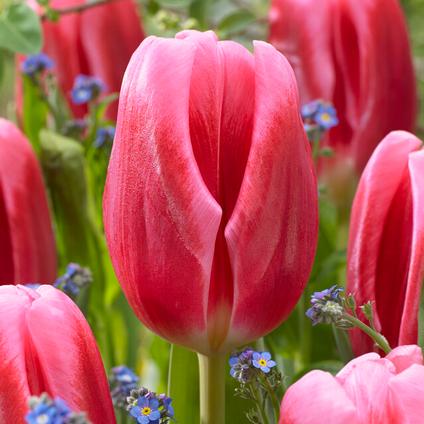 Tulipa Triumph 'Circuit' 