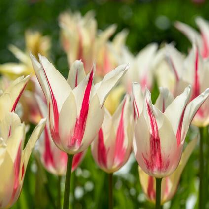 Tulipa Lily Flowering 'Marilyn' 
