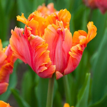 Tulipa Parrot 'Avignon Parrot' 