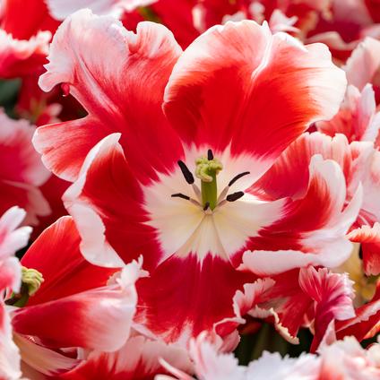 Tulipa Parrot 'Deejay Parrot' 