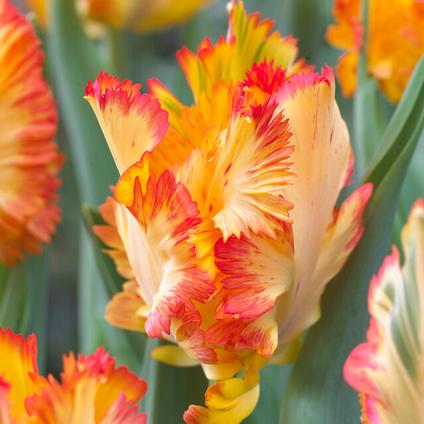 Tulipa Parrot 'Caribbean Parrot' 