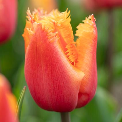 Tulipa Fringed 'Lambada' 