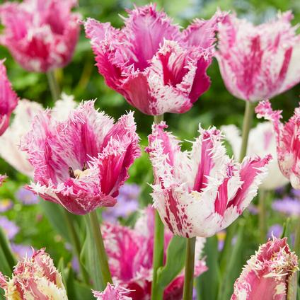 Tulipa Fringed 'Purple Circus' 