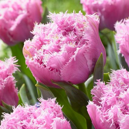 Tulipa Fringed Double 'Perth' 
