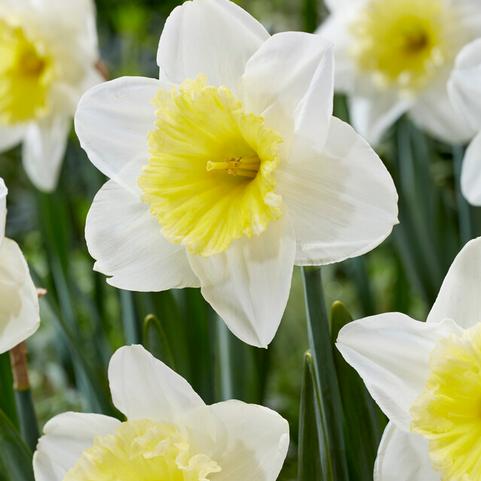 Narcissi Large Cupped 'Ice Follies' 