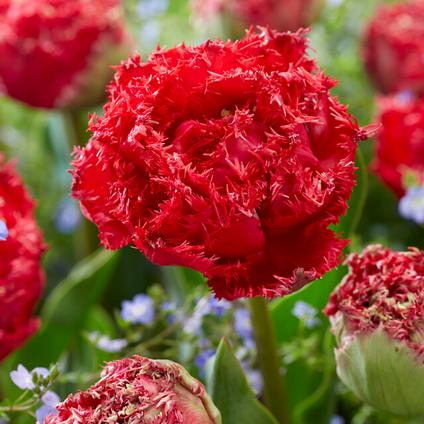 Tulipa Fringed Double 'Qatar' 