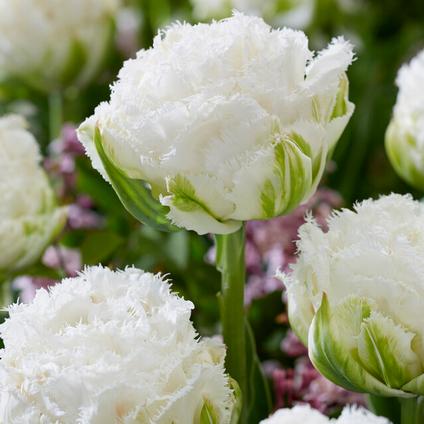 Tulipa Fringed Double 'Snow Crystal' 